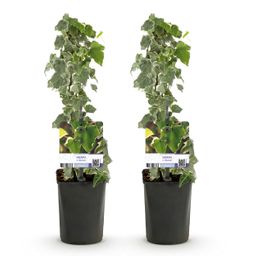Klimplant - Hedera helix - Blad groen - Groenblijvend - 2 planten - Pot 11cm Hoogte 40cm (8720872543215)