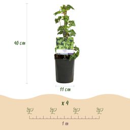Klimplant - Hedera helix - Blad groen - Groenblijvend - 2 planten - Pot 11cm Hoogte 40cm (8720872543215)