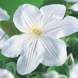 Klimplant - Clematis Madame Le Coultre - bloem wit - Weinig onderhoud -2 planten - Pot 11cm Hoogte 40cm (8720872543024)