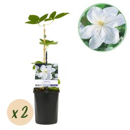 Klimplant - Clematis Madame Le Coultre - bloem wit - Weinig onderhoud -2 planten - Pot 11cm Hoogte 40cm (8720872543024)