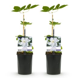 Klimplant - Clematis Madame Le Coultre - bloem wit - Weinig onderhoud -2 planten - Pot 11cm Hoogte 40cm (8720872543024)