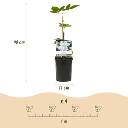 Klimplant - Clematis Madame Le Coultre - bloem wit - Weinig onderhoud -2 planten - Pot 11cm Hoogte 40cm (8720872543024)
