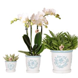 Plantenset Witte Phalaenopsis Orchidee Amabilis en Succulenten incl. keramieken Malaga sierpotten (50502)