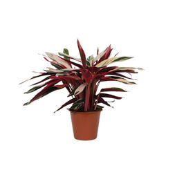 Calathea Triostar (Stromanthe) - 80 cm - Ø19cm (8721081685772)