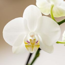 Plantenset Witte Phalaenopsis Orchidee Amabilis en Succulenten incl. keramieken Malaga sierpotten (50502)