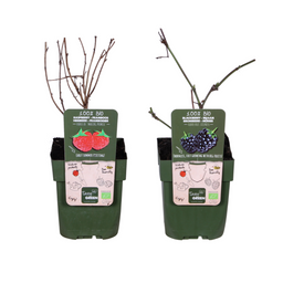 Hoogeveen Bramen en Framboos mix - Rubus idaeus Lochness Bio + Rubus ideaus Malling Promise Bio (29407)