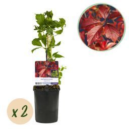 Wilde Wingerd - Parthenocissus Engelmannii - Blad Groen later Rood - Weinig onderhoud - 2 planten - Pot 11cm Hoogte 40cm (8720872543260)