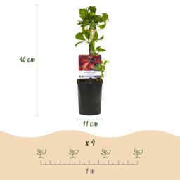 Wilde Wingerd - Parthenocissus Engelmannii - Blad Groen later Rood - Weinig onderhoud - 2 planten - Pot 11cm Hoogte 40cm (8720872543260)