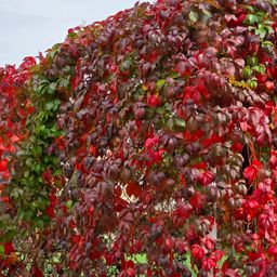 Wilde Wingerd - Parthenocissus Engelmannii - Blad Groen later Rood - Weinig onderhoud - 2 planten - Pot 11cm Hoogte 40cm (8720872543260)