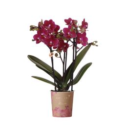 Paarse phalaenopsis orchidee | Chamonix (7865885340985)