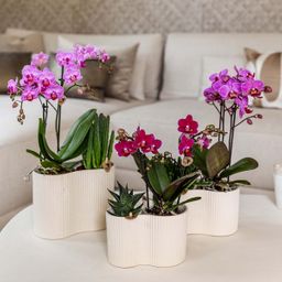 Paarse phalaenopsis orchidee | Chamonix (7865885340985)
