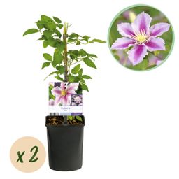 Klimplant - Clematis Piilu - Bloem Roze - Weinig onderhoud -2 planten - Pot 11cm Hoogte 40cm (8720872543079)
