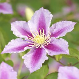 Klimplant - Clematis Piilu - Bloem Roze - Weinig onderhoud -2 planten - Pot 11cm Hoogte 40cm (8720872543079)