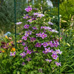 Klimplant - Clematis Piilu - Bloem Roze - Weinig onderhoud -2 planten - Pot 11cm Hoogte 40cm (8720872543079)