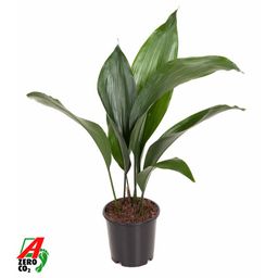 Aspidistra Elatior P13 (44108)