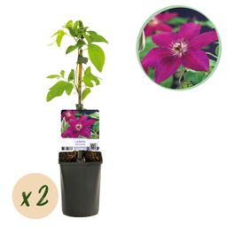 Klimplant - Clematis Westerplatte - Bloem Rood - Weinig onderhoud -2 planten - Pot 11cm Hoogte 40cm (8720872543123)