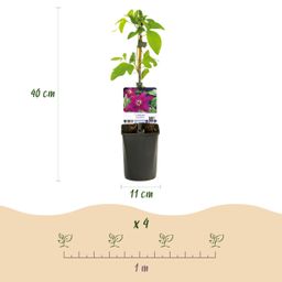 Klimplant - Clematis Westerplatte - Bloem Rood - Weinig onderhoud -2 planten - Pot 11cm Hoogte 40cm (8720872543123)