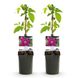 Klimplant - Clematis Westerplatte - Bloem Rood - Weinig onderhoud -2 planten - Pot 11cm Hoogte 40cm (8720872543123)