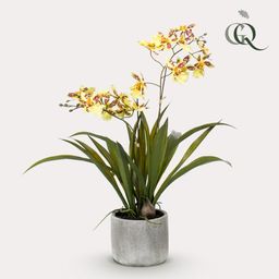 Kunstplant - Orchidee - Geel (8720872541754)