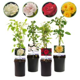 Klimroos - Rosa Rainbow - Bloemen Roze Wit Geel Rood - Weinig onderhoud - 4 planten - Pot 11cm Hoogte 40cm (8720872543345)