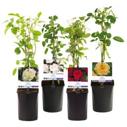 Klimroos - Rosa Rainbow - Bloemen Roze Wit Geel Rood - Weinig onderhoud - 4 planten - Pot 11cm Hoogte 40cm (8720872543345)