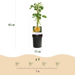 Klimroos - Rosa Rainbow - Bloemen Roze Wit Geel Rood - Weinig onderhoud - 4 planten - Pot 11cm Hoogte 40cm (8720872543345)