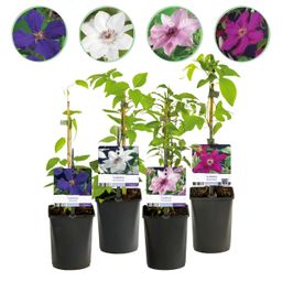 Klimplant - Clematis Rainbow - Bloem Roze Wit Paars Rood - Weinig onderhoud - 4 planten - Pot 11cm Hoogte 40cm (8720872542973)