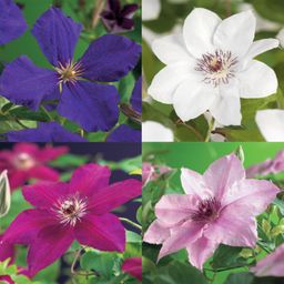 Klimplant - Clematis Rainbow - Bloem Roze Wit Paars Rood - Weinig onderhoud - 4 planten - Pot 11cm Hoogte 40cm (8720872542973)