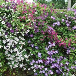 Klimplant - Clematis Rainbow - Bloem Roze Wit Paars Rood - Weinig onderhoud - 4 planten - Pot 11cm Hoogte 40cm (8720872542973)