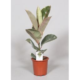 Ficus Elastica Tineke (28972)