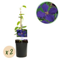 Klimplant - Clematis Jackmanii - Bloem Blauw - Weinig onderhoud -2 planten - Pot 11cm Hoogte 40cm (8720872543000)