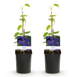 Klimplant - Clematis Jackmanii - Bloem Blauw - Weinig onderhoud -2 planten - Pot 11cm Hoogte 40cm (8720872543000)