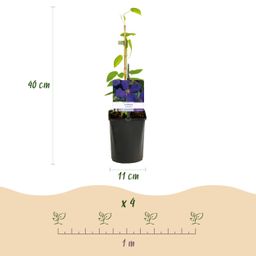 Klimplant - Clematis Jackmanii - Bloem Blauw - Weinig onderhoud -2 planten - Pot 11cm Hoogte 40cm (8720872543000)