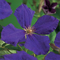 Klimplant - Clematis Jackmanii - Bloem Blauw - Weinig onderhoud -2 planten - Pot 11cm Hoogte 40cm (8720872543000)