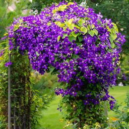 Klimplant - Clematis Jackmanii - Bloem Blauw - Weinig onderhoud -2 planten - Pot 11cm Hoogte 40cm (8720872543000)