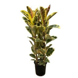 Ficus Elastica Tineke struik - 160 cm - Ø28cm (8721081685307)
