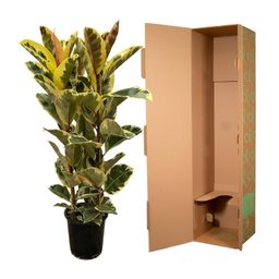 Ficus Elastica Tineke struik - 160 cm - Ø28cm (8721081685307)