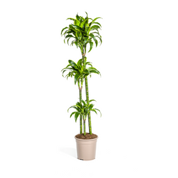 Dracaena Deremensis Dorado Ø24cm - ↕120 (4250308312701)