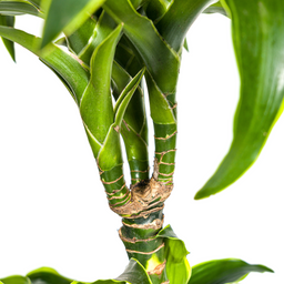 Dracaena Deremensis Dorado Ø24cm - ↕120 (4250308312701)