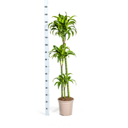 Dracaena Deremensis Dorado Ø24cm - ↕120 (4250308312701)
