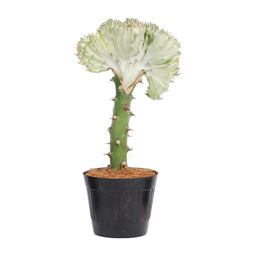 Euphorbia lactea Cristata wit - 30 cm - ø10,5 (8721081685017)
