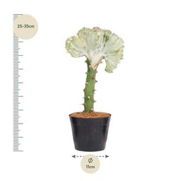 Euphorbia lactea Cristata wit - 30 cm - ø10,5 (8721081685017)