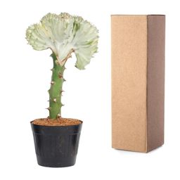 Euphorbia lactea Cristata wit - 30 cm - ø10,5 (8721081685017)
