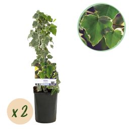 Klimplant - Hedera helix Glacier - Blad Bont - Groenblijvend - 2 planten - Pot 11cm Hoogte 40cm (8720872543208)