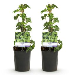 Klimplant - Hedera helix Glacier - Blad Bont - Groenblijvend - 2 planten - Pot 11cm Hoogte 40cm (8720872543208)