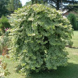 Klimplant - Hedera helix Glacier - Blad Bont - Groenblijvend - 2 planten - Pot 11cm Hoogte 40cm (8720872543208)