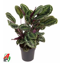 Calathea Medallion - 80 cm - Ø24cm (8721081685758)