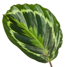 Calathea Medallion - 80 cm - Ø24cm (8721081685758)