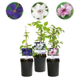 Klimplant - Clematis Tricolour - Bloem Roze Wit Paars - Weinig onderhoud - 3 planten - Pot 11cm Hoogte 40cm (8720872542966)
