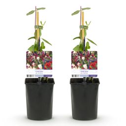 Kamperfoelie - Lonicera Serotina - Bloem Roze met Wit - Weinig onderhoud - 2 planten - Pot 11cm Hoogte 40cm (8720872543246)